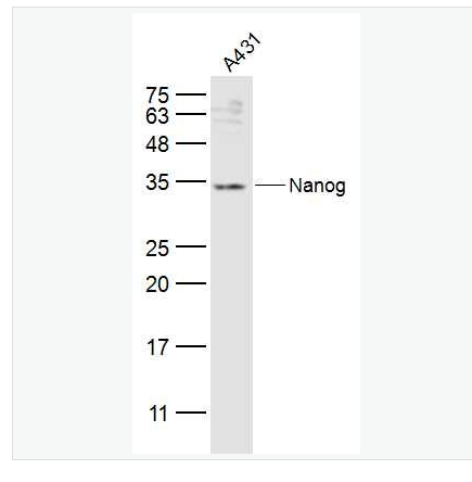 Anti-Nanog antibody-胚胎干细胞关键蛋白抗体