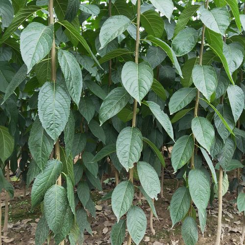 绿原酸，杜仲叶提取物绿原酸，金银花提取物绿原酸，