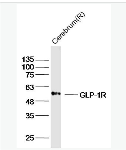 Anti-GLP-1R antibody-胰高血糖素样肽-1受体/GLP-1受体抗体