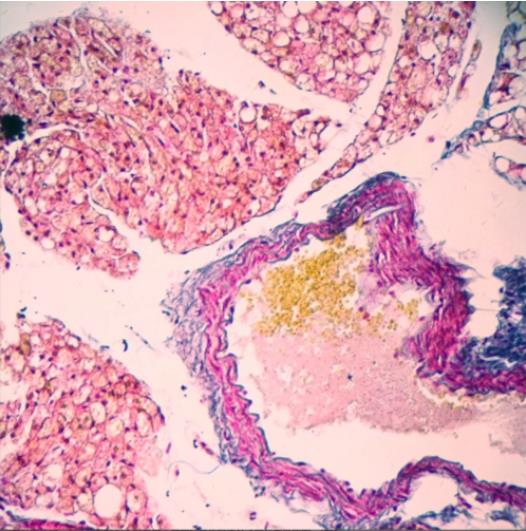 纤维素染色服务-艾普蒂生物