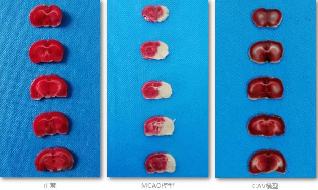 TTC染色服务-艾普蒂生物