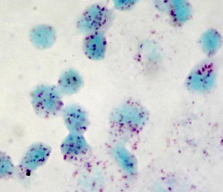 ALP碱性磷酸酶染色服务-艾普蒂生物