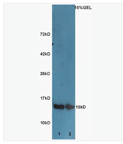 Anti-Histone H3 (acetyl K9) antibody-乙酰化组蛋白H3抗体