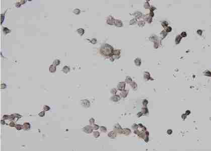 细胞爬片免疫组化（IHC）服务-艾普蒂生物