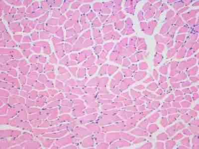 冰冻切片免疫组化（IHC-Fr）服务-艾普蒂生物