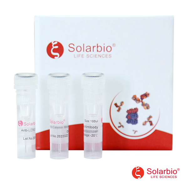 β肌动蛋白抗体