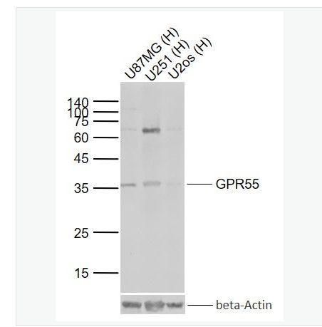 Anti-GPR55 antibody-蛋白偶联受体55抗体