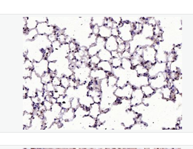Anti-RGC32/C13orf15 antibody-补体应答基因32抗体