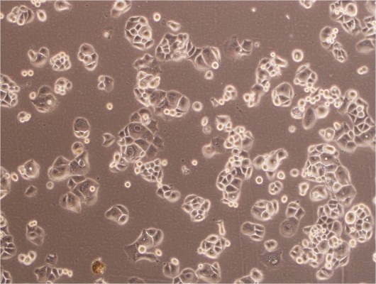 流式表面抗原鉴定上机（单标）-艾普蒂生物