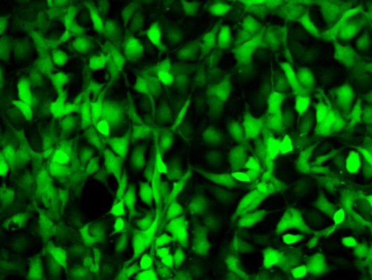 流式表面抗原鉴定四标/流式四标检测服务-艾普蒂生物