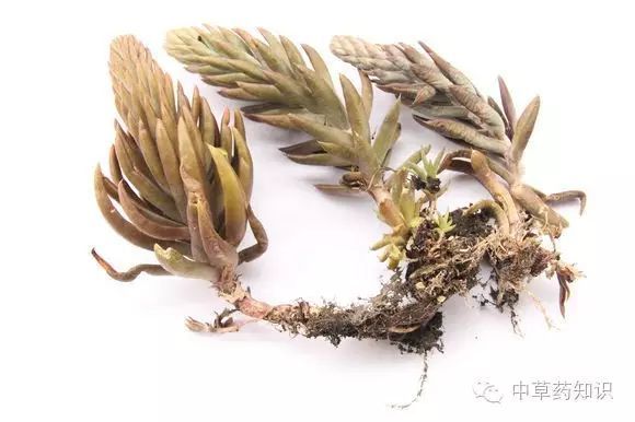 瓦松多糖黄酮皂苷多糖多酚生物碱挥发油等提取树脂纯化成分分离定制及检测