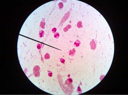 大鼠/小鼠脾脏淋巴细胞分离服务-艾普蒂生物