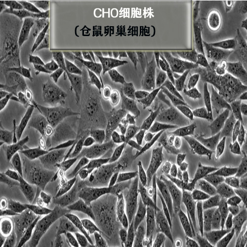 Chinese Hamster Ovary,CHO细胞购买