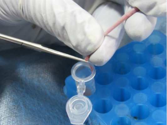 小鼠血清白蛋白冻干粉(100mg)