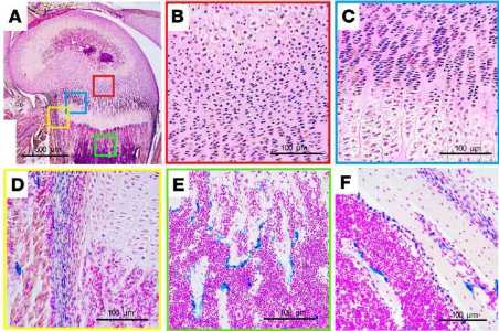 软琼脂集落形成实验服务-艾普蒂生物