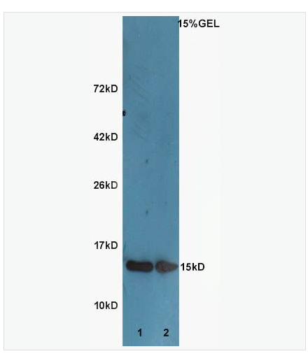 Anti-Histone H3  antibody-乙酰化组蛋白H3抗体