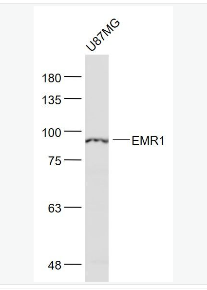 Anti-ADGRE1 antibody  -表皮生长因子样激素受体1（EMR1）抗体