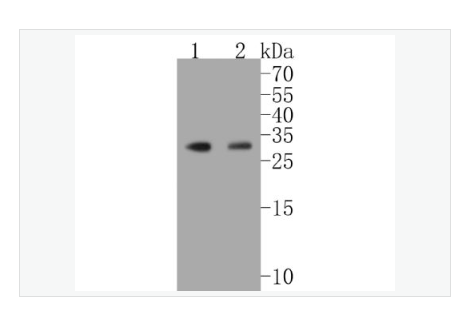 Anti-HES1  antibody  -转录因子HES-1重组兔单克隆抗体
