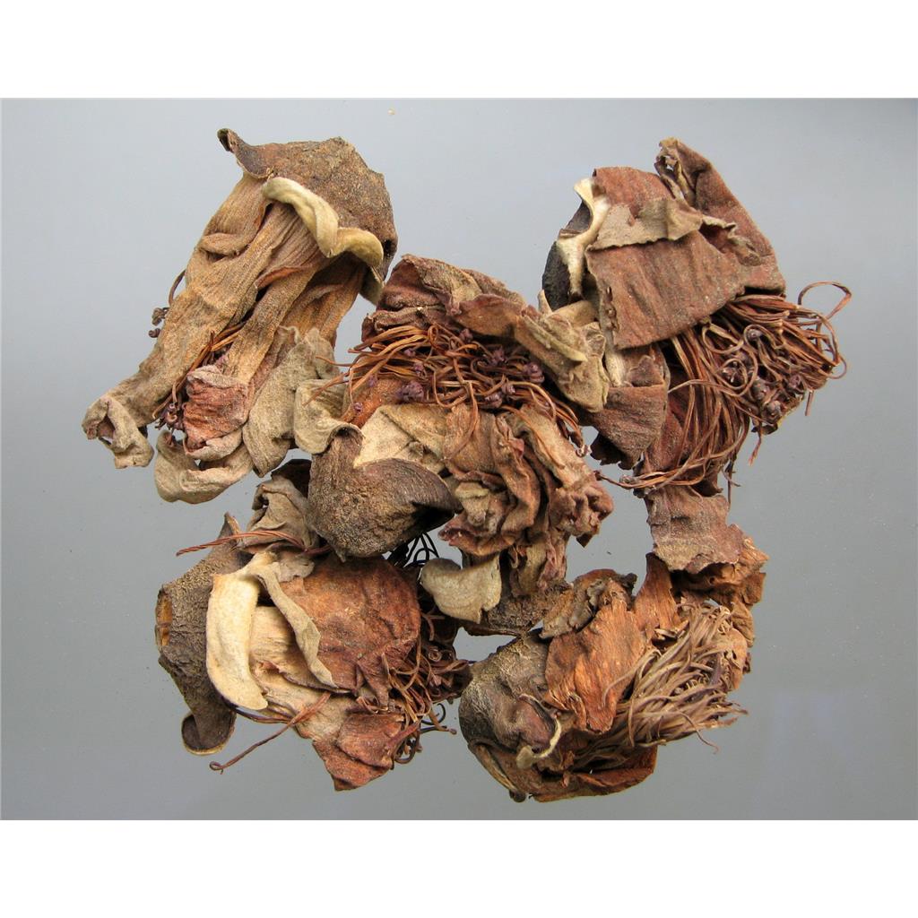 木棉花多糖黄酮皂苷多糖多酚生物碱挥发油等提取树脂纯化成分分离定制及检测