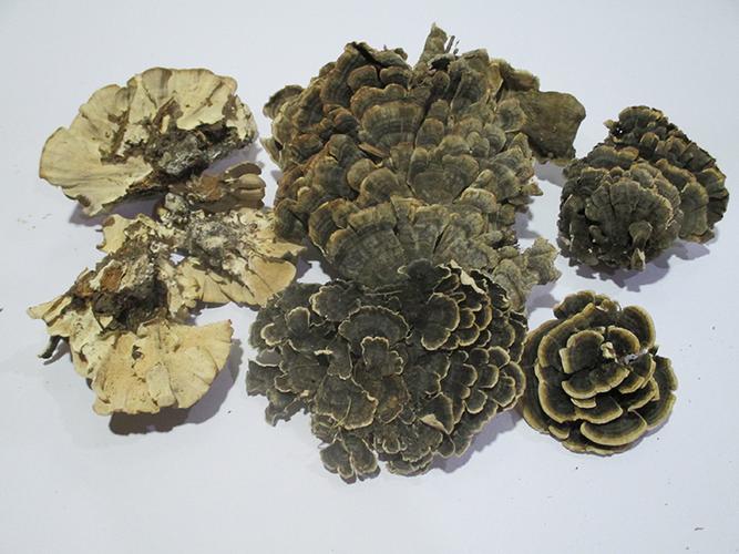 云芝多糖黄酮皂苷多糖多酚生物碱挥发油等提取树脂纯化成分分离定制及检测