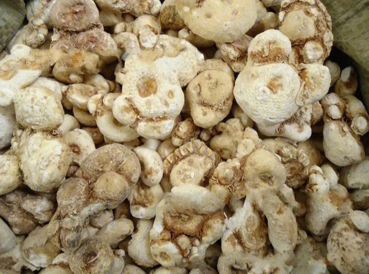 制天南星多糖黄酮皂苷多糖多酚生物碱挥发油等提取树脂纯化成分分离定制及检测