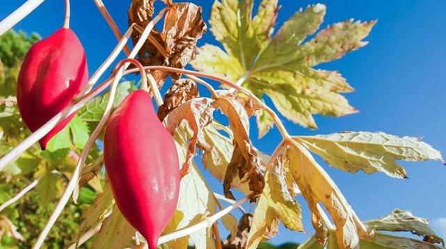 小叶莲多糖黄酮皂苷多糖多酚生物碱挥发油等提取树脂纯化成分分离定制及检测