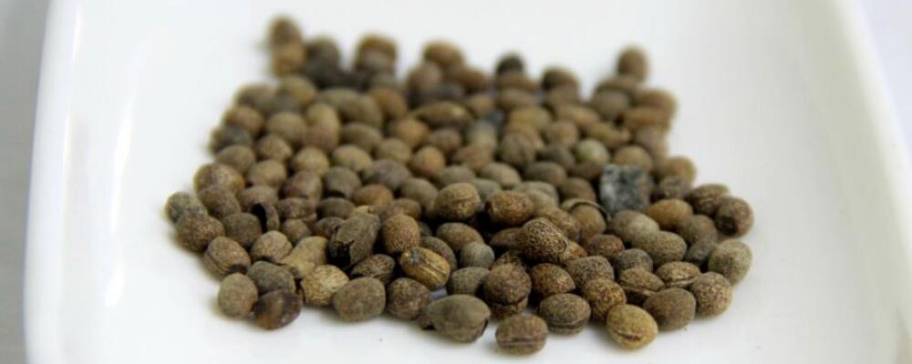 千金子多糖黄酮皂苷多糖多酚生物碱挥发油等提取树脂纯化成分分离定制及检测