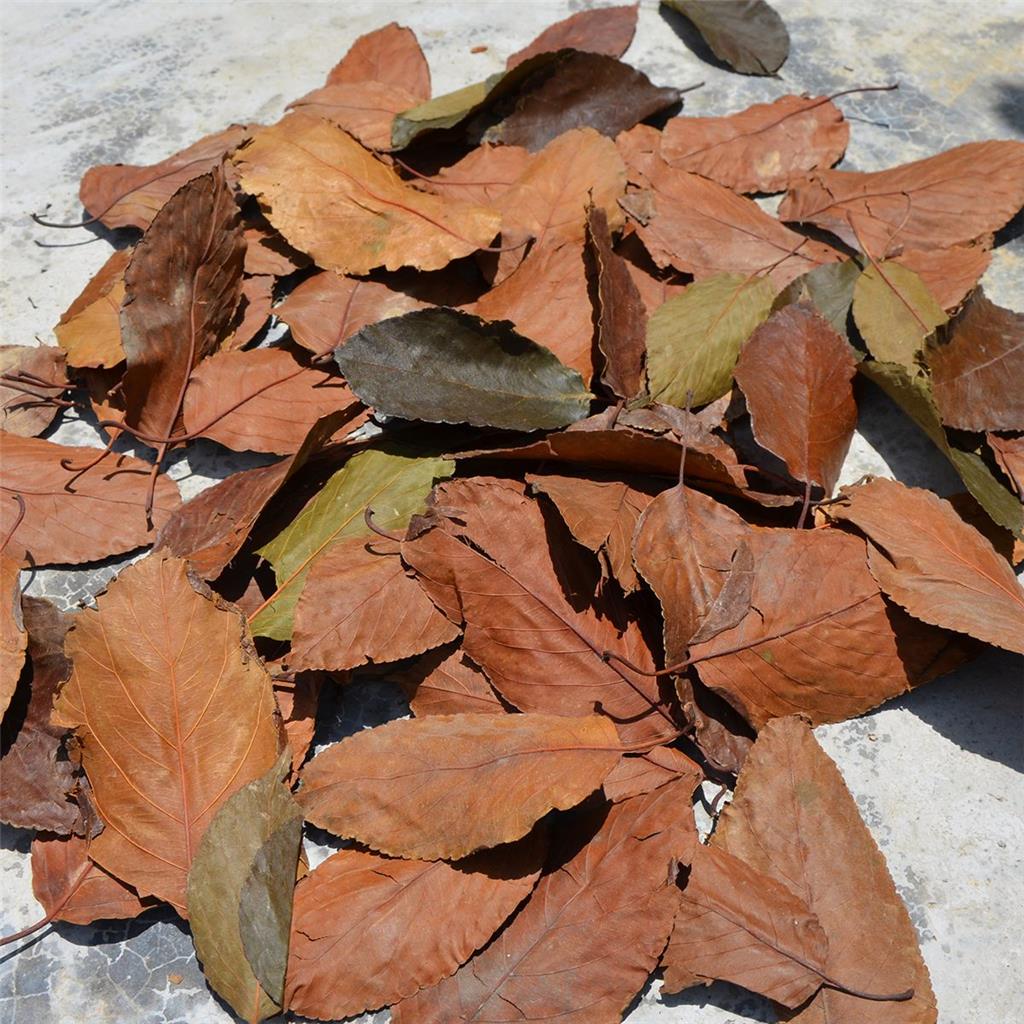 山楂叶多糖黄酮皂苷多糖多酚生物碱挥发油等提取树脂纯化成分分离定制及检测