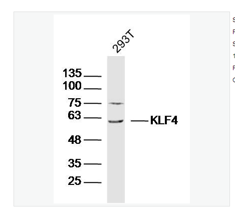 Anti-KLF4 antibody  -肠道内富含的Kruppel样因子/上皮锌指蛋白4抗体