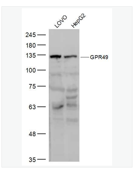 Anti-GPR49 antibody  -G蛋白偶联受体49抗体