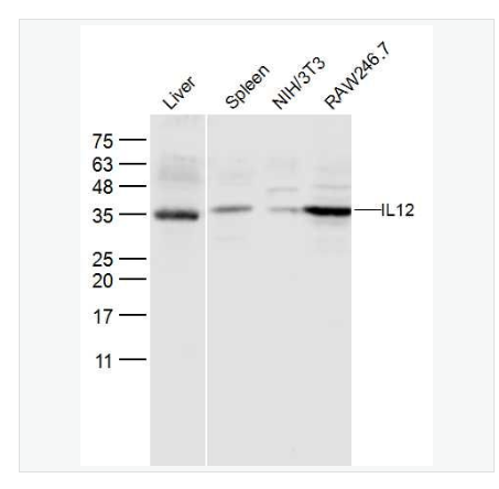 Anti-IL12antibody  -白介素12抗体