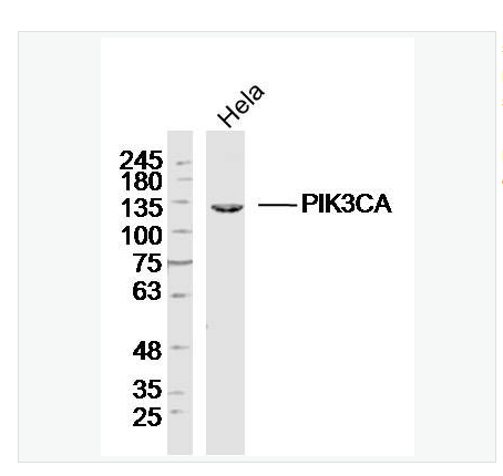 Anti-PIK3CA antibody  -磷脂酰肌醇激酶催化亚单位A抗体