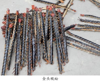 蜈蚣多糖黄酮皂苷多糖多酚生物碱挥发油等提取树脂纯化成分分离定制及检测