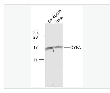 Anti-CYPA antibody-亲环蛋白（亲环素）PPIA抗体
