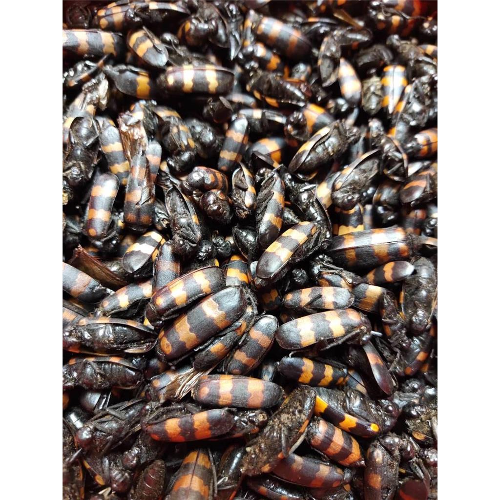 斑蝥多糖黄酮皂苷多糖多酚生物碱挥发油等提取树脂纯化成分分离定制及检测