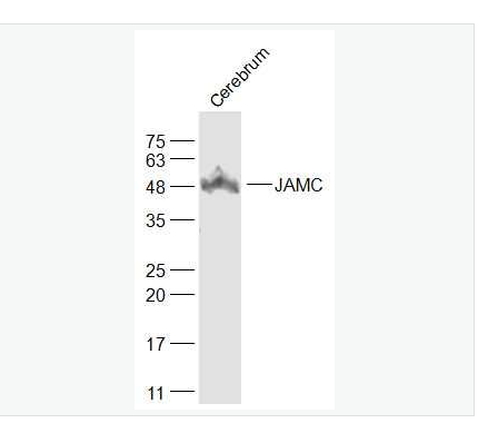 Anti-JAMC antibody-连接粘附分子C抗体