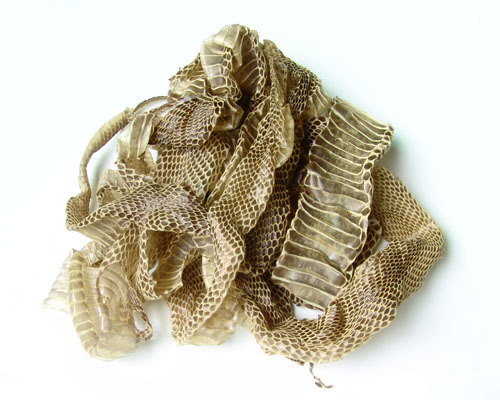 蛇蜕多糖黄酮皂苷多糖多酚生物碱挥发油等提取树脂纯化成分分离定制及检测