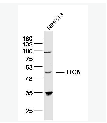 Anti-TTC8 antibody-巴尔得-别德尔综合征相关蛋白8抗体