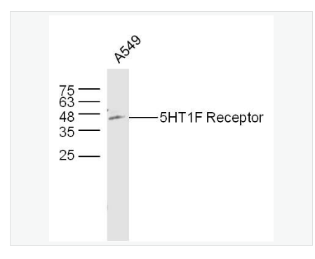 Anti-5HT1F Receptor antibody-5-羟色胺受体1F抗体