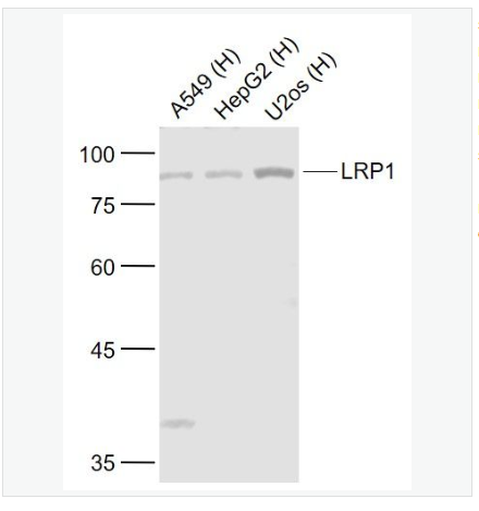 Anti-LRP1 antibody-低密度脂蛋白受体相关蛋白1抗体