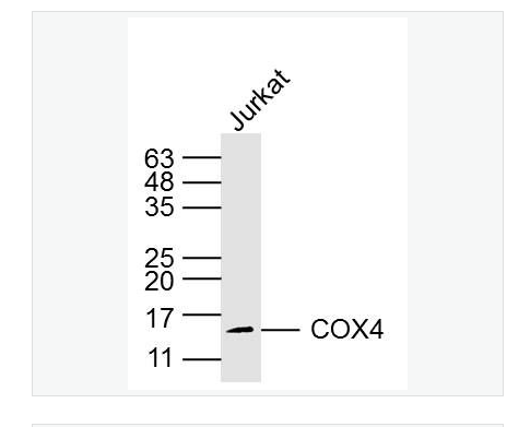  Anti-COX4I1 antibody-细胞色素c氧化酶IV亚型1（内参）单克隆抗体