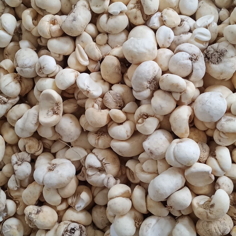 浙贝母多糖黄酮皂苷多糖多酚生物碱挥发油等提取树脂纯化成分分离定制及检测