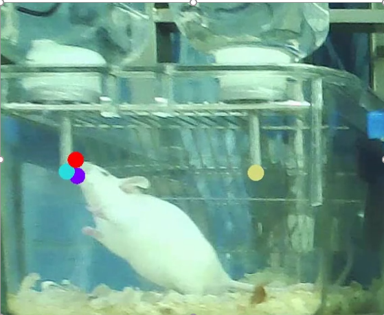 大小鼠糖水偏爱实验系统；糖水偏好实验系统；大鼠糖水偏好实验系统（段）