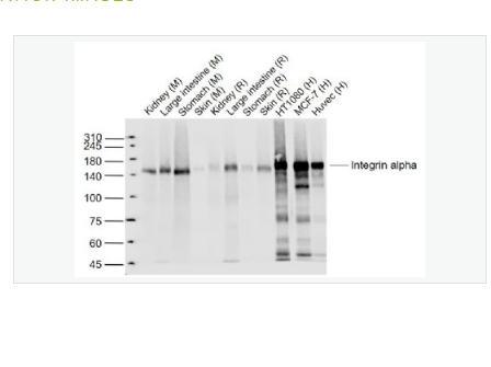 Anti-Integrin alpha 2antibody-整合素α2（CD49b）重组兔单克隆抗体