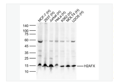 Anti-H2AX antibody-组蛋白H2AX单克隆抗体