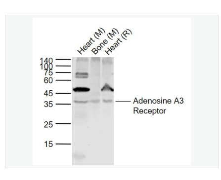 Anti-Adenosine A3 Receptor antibody-腺苷受体A3抗体