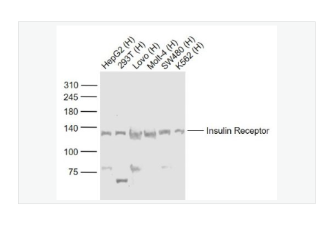 Anti-Insulin Receptor antibody-胰岛素受体抗体