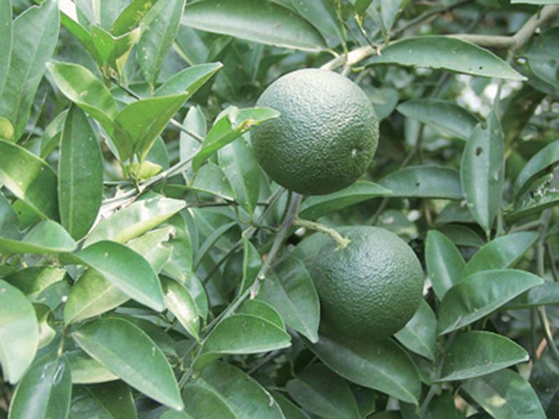 甲基橙皮甙查尔酮，枳实提取物，美白祛斑，修复红血丝