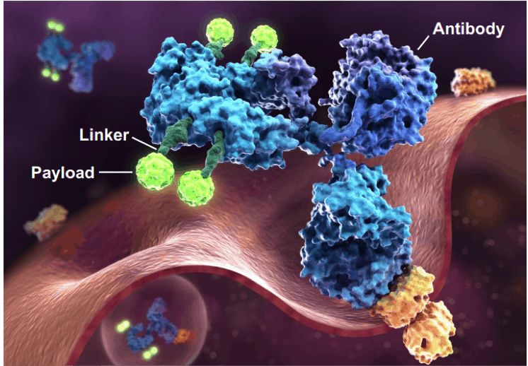 抗体偶联药物（ADC）发现服务