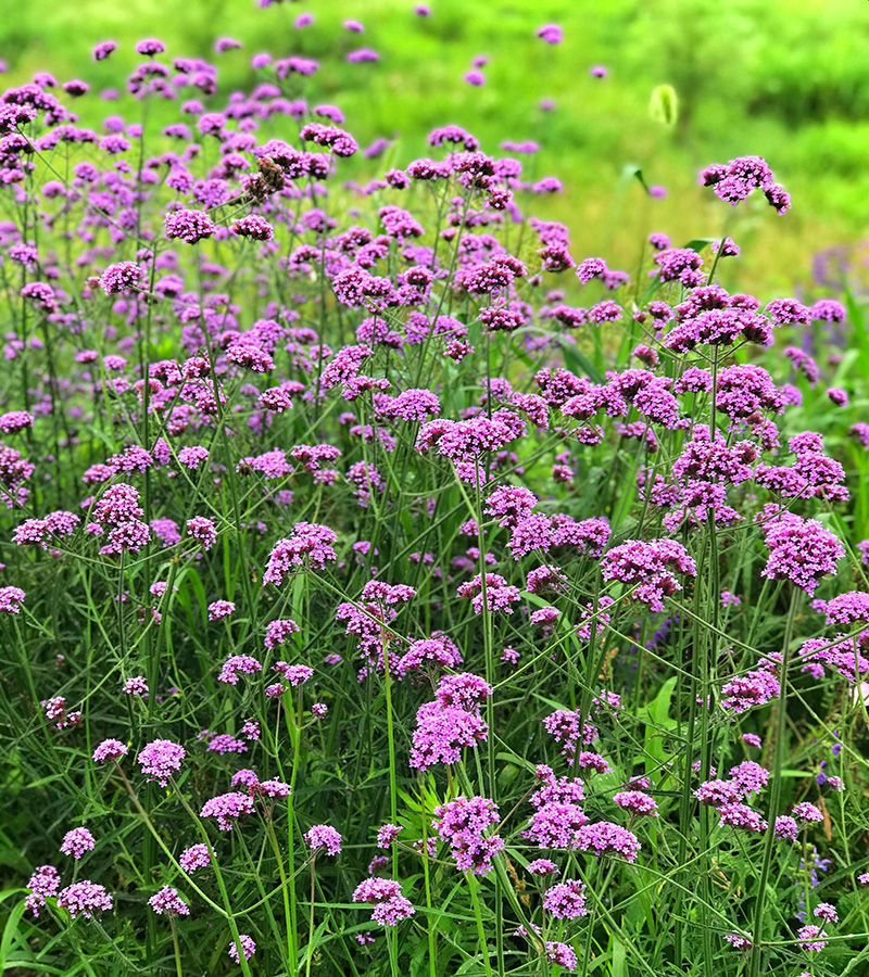 马鞭草提取物，消炎止痛，抗早孕